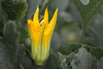 close upo f yellow flower being eaten by a bug 