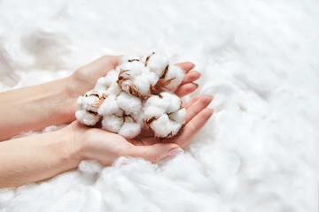 Wall Mural - Natural cotton flowers in the female hands