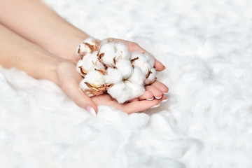 Wall Mural - Natural cotton flowers in the female hands