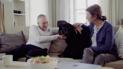 Wall Mural - Happy senior couple sitting on a sofa indoors at home, playing with a dog.