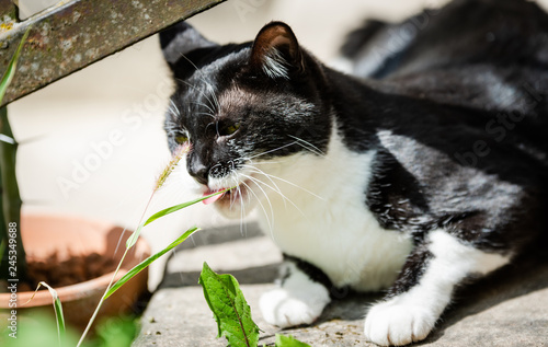 Chat Noir Et Blanc Mange De Lherbe Buy This Stock Photo