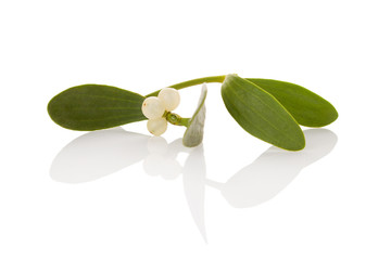 Wall Mural - The Common Mistletoe (Viscum album) leaves are used in herbal medicine