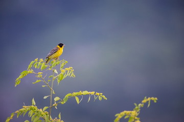 Wall Mural - Emberiza melanocephala. The wild nature of Bulgaria. Free nature. A beautiful picture of nature. Rhodopes. A little bird. Mountains in Bulgaria. European wildlife. Madzarovo. River Arda. Bush. Bulgari