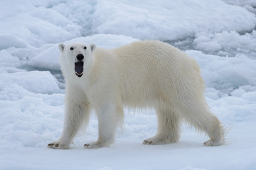 wild polar bear on pack ice in arctic sea close up