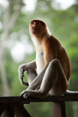 Proboscis Monkeys Borneo