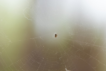 spider on a web