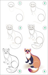 Wall Mural - educational page for kids shows how to learn step by step to draw a cute ferret. back to school. dev
