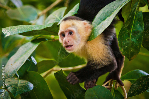 Cuadros en Lienzo White faced capuchin in national park in Central America