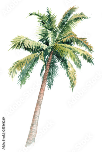 Foto-Gardine - Isolated watercolor clipart with palm trees. picturesque image of a palm tree. palm tree on the beach (von Anastasiia)