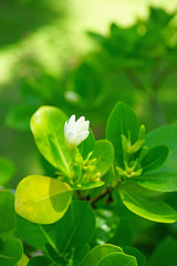 Wall Mural - White fragrant tiare flower (Gardenia taitensis) growing on a plant in Bora Bora, French Polynesia 