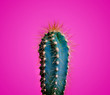 Trendy neon cactus closeup over bright pink pastel background. Colorful summer trendy creative concept.