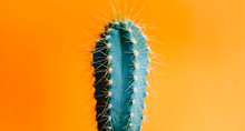 Green Cactus Closeup Over Bright Orange Pastel Background. Colorful Yellow Summer Trendy Creative Concept.