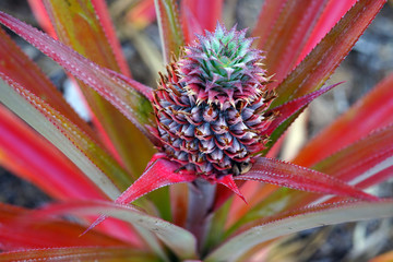 Wall Mural - Pineapple (Ananas Comosus) growing on a tropical bromeliad plant with pink leaves in Moorea, French Polynesia