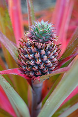 Wall Mural - Pineapple (Ananas Comosus) growing on a tropical bromeliad plant with pink leaves in Moorea, French Polynesia