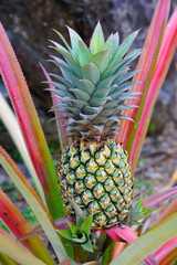 Wall Mural - Pineapple (Ananas Comosus) growing on a tropical bromeliad plant with pink leaves in Moorea, French Polynesia