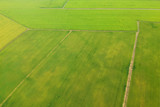 Fototapeta  - Aerial view of the rice field, at Thialand
