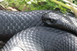red-bellied black snake, reptilian, Australia