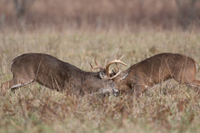 Two White-tailed Deer Bucks Sparring