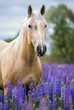 Portrait of a palomino horse on lupine flowers background.