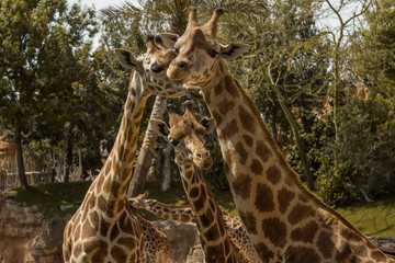 Familia de jirafas