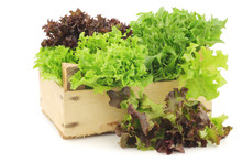 Freshly Harvested Red And Green Curly  Lettuce On A White Background