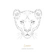 Symmetrical Vector portrait illustration of wild lioness cat. Hand drawn ink realistic sketching isolated on white. Perfect for logo branding t-shirt coloring book design.