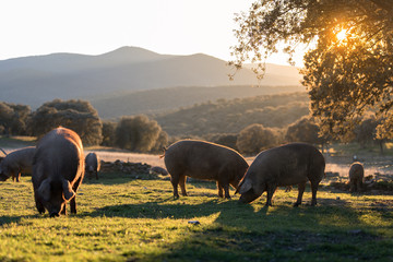 Iberian pigs in the nature eating