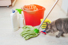House Cleaning With Cat. Bucket With Sponges, Chemical Bottles And Mopping Stick