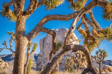 Wall Mural - joshua tree