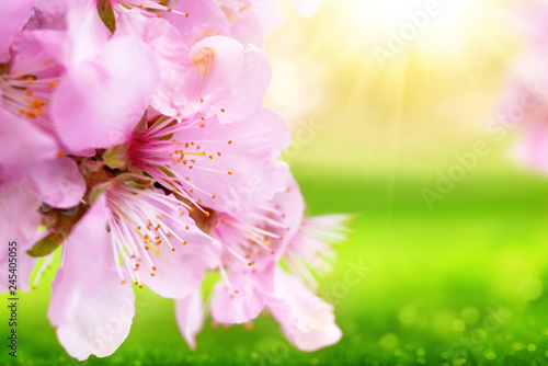 Beautiful cherry blossoms closeup with blurred sunny green background