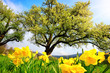 Spring scenery with yellow daffodils in the foreground