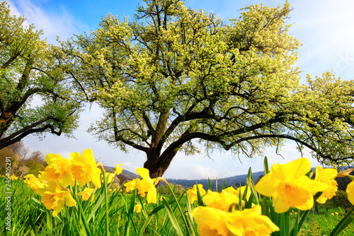 Spring scenery with yellow daffodils in the foreground
