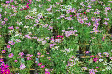 Wall Mural - Colorful of Sulfur Cosmos flowers on a rack decorate in park.