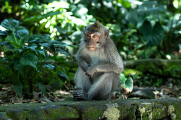 Balinese monkeys 6