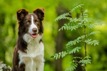 Portrait Of Adorable Brown And White Border Collie Dog With Pink Tongue Sitting In A Park Next To Green Plant, Blurry Background, Summer Day In A Nature
