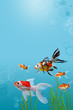 Collage of aquarium gold fish on blue background, banner with copy space, mock up template