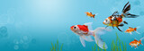 Fototapeta Zwierzęta - Collage of aquarium gold fish on blue background, banner with copy space, mock up template