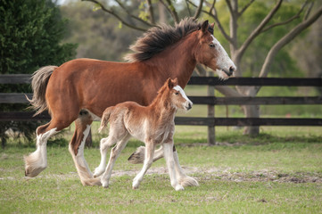 Wall Mural - Miniature Clydesdale mare with foal at side