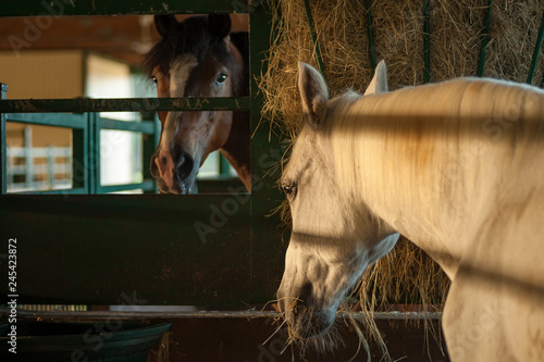 Horses In Barn Stalls Eating Hay From Feeder Buy This Stock
