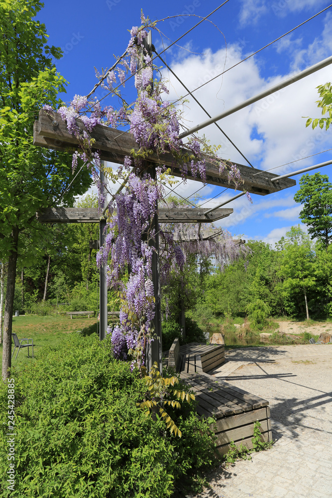 Garten- und Landschaftsbau: Pergola mit Blauregen begrnt und berdachte  Holzbnke Stock Photo | Adobe Stock