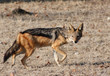 Close up of black-striped jackal walking through the dry grass looking at the camera in South-Africa