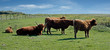 cows grazing in a field, blue sky in the back