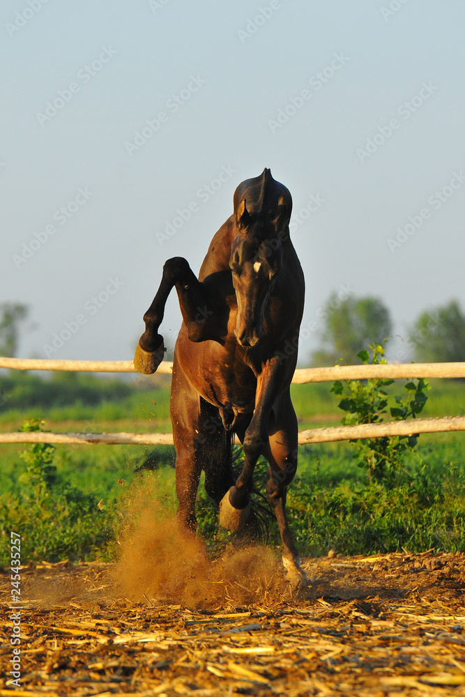 Angry stallion rears in paddock and hits with the front legs. Vertical ...