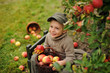 © Jacek - Little, five years old, boy helping with gathering and harvesting apples from apple tree, autumn time.  Child picking apples on farm in autumn.