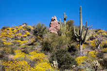 Poppies, Wildflowers And Cactus Grow And Bloom In The Desert