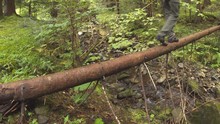 Camper Crosses Mountain Stream On Fallen Log In Carpathian Mountains
