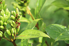 Green Seed Pods On A Lilac Tree Branch