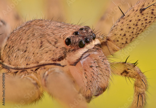 Plakat zbliżenie pająka na liściu