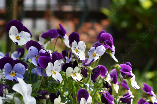 春 かわいい 花 すみれ ビオラ 60 1 Stock 写真 Adobe Stock
