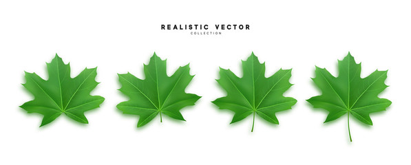 set of green maple leaves, isolated on white background